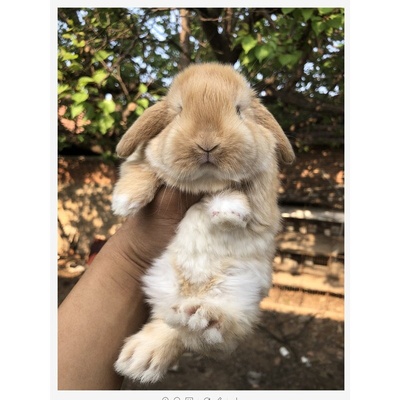 纯种进口血统荷兰宠物兔子活物垂耳兔活体迷你猫猫兔侏儒兔包活