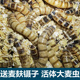 大麦虫活虫500g鲜活面包虫黄粉虫金龙鱼饲料活体八哥画眉鸟食虫子
