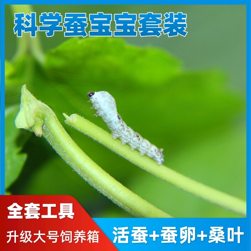 科普学生养蚕宝宝套装活体幼虫卵子结七彩色茧全套工具新鲜桑叶
