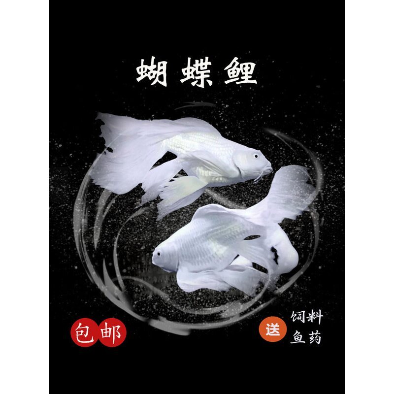 蝴蝶鲤台湾短身球体锦鲤冷水热带观赏鱼活体包邮包活招财鱼苗淡水