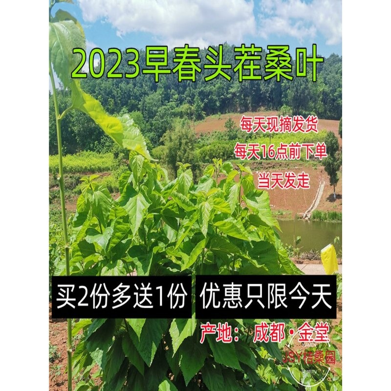 新鲜桑叶桑树叶嫩桑叶蚕宝宝饲料学生养蚕大叶小蚕鲜嫩现摘活蚕卵