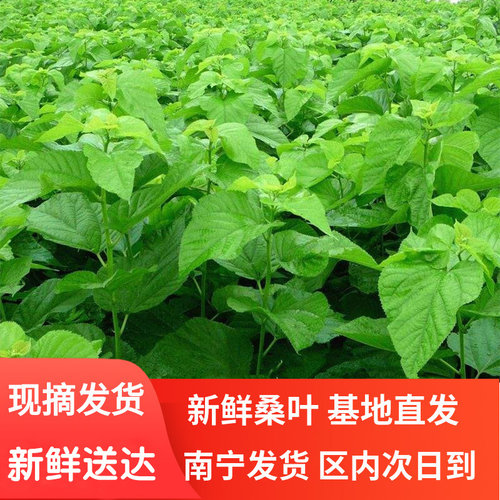 新鲜桑叶现摘春蚕宝宝吃的桑叶饲料养大小蚕食用食物500g1斤包邮