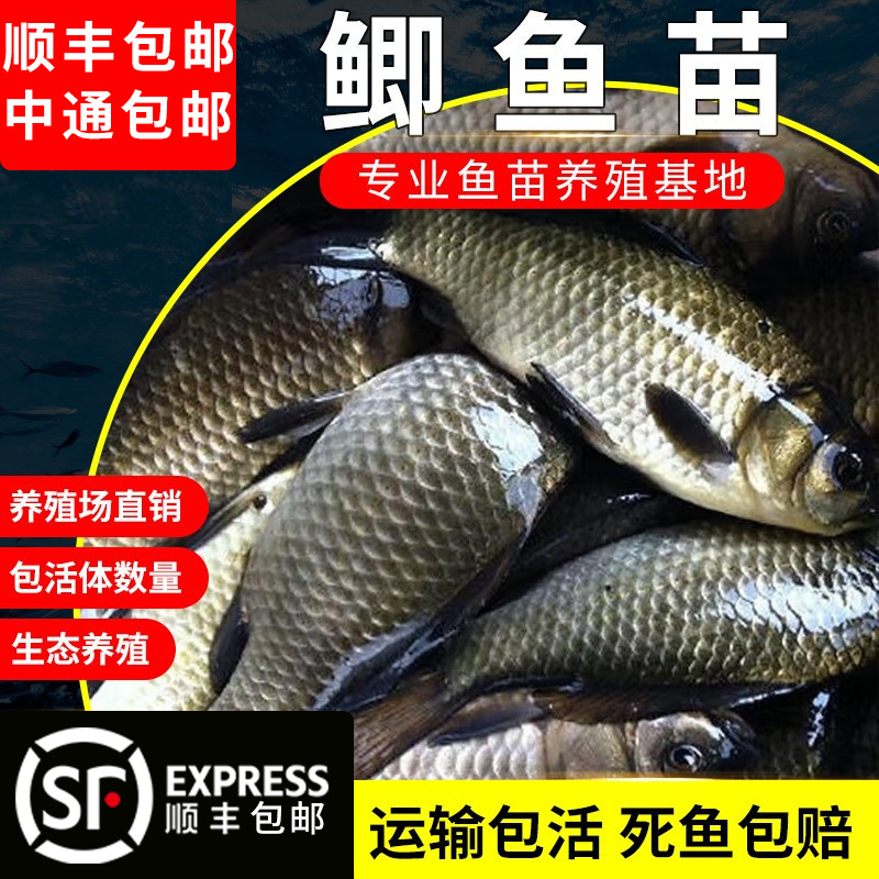 鲫鱼苗中科5号鲫鱼苗工程鲫鱼苗淡水养殖食用土鲫鱼苗大鲫鱼活鱼