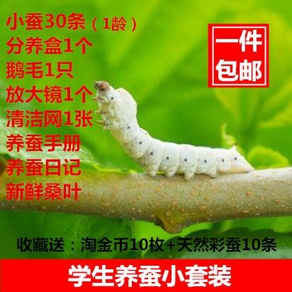 学生养蚕套装科普七彩蚕宝宝活体蚕卵蚕蛋送新鲜桑叶蚕卵基地