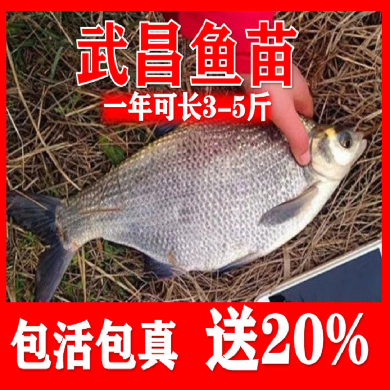鳊鱼苗武昌鱼苗三角边三角鲂鱼苗鳊鱼杂交扁鱼团头鲂养殖淡水鱼苗