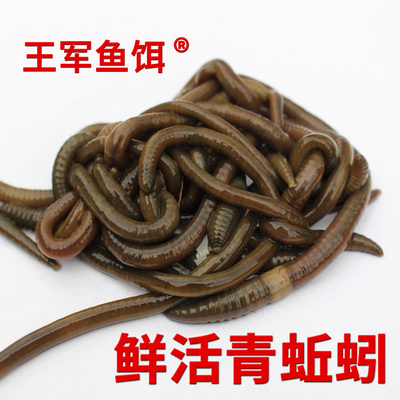 青蚯蚓鲜活土蚯蚓臭蚯蚓特大黑蚯蚓活饵钓黄鳝诱饵活体王军鱼饵
