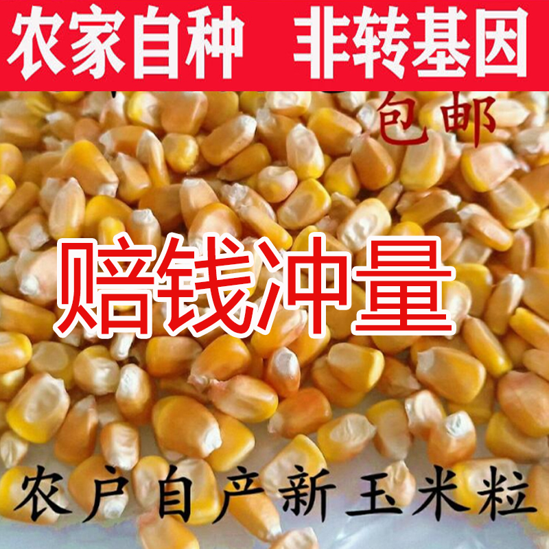 玉米粒饲料新苞米粒杂粮养鸡喂鸭鹅鸽子宠物鼠类打窝钓鱼10斤包邮