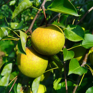 天津蓟县细皮小酸梨安梨蓟州山区农家2025年新鲜老酸梨3斤5斤包邮