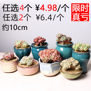 10cm多肉花盆小中号 满6件限时亏本 简约透气创意处理小罐