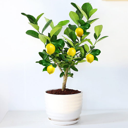 金桔植物销量排行榜 金桔植物品牌热度排名 小麦优选