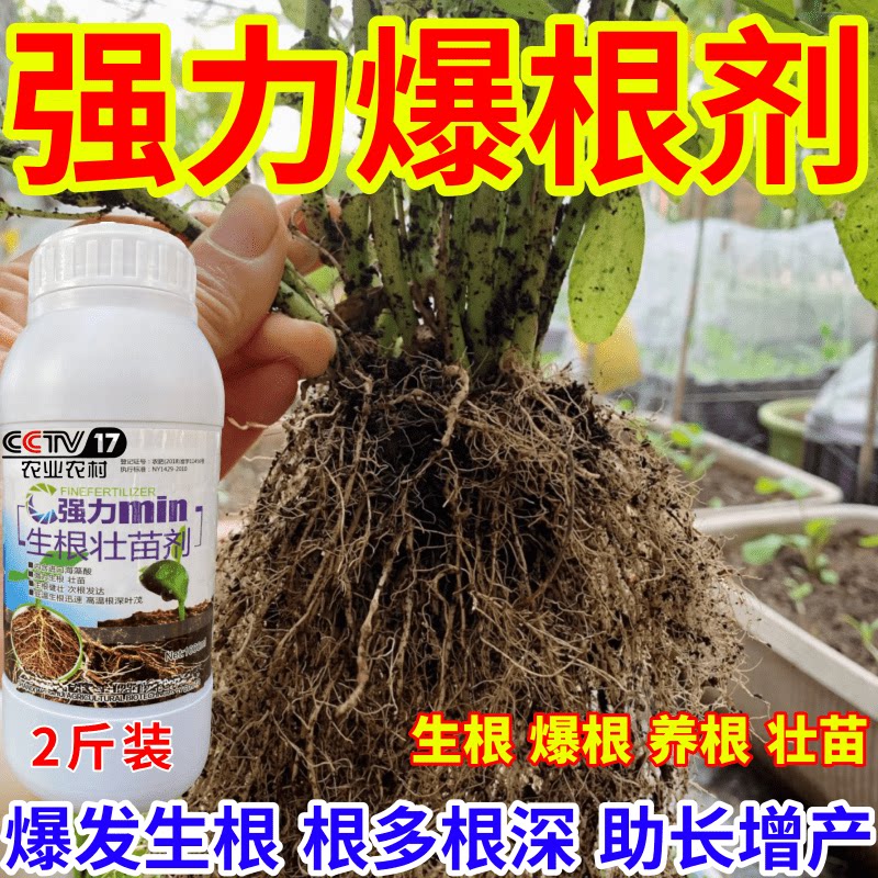 强力爆根剂生根壮苗剂速效生根液大树移植苗木扦插果树蔬菜生根剂