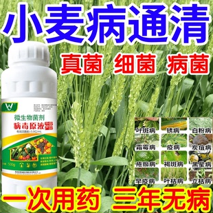 小麦病通清黑星病立枯病疫病锈病果树蔬菜花卉生根壮苗增产杀菌剂