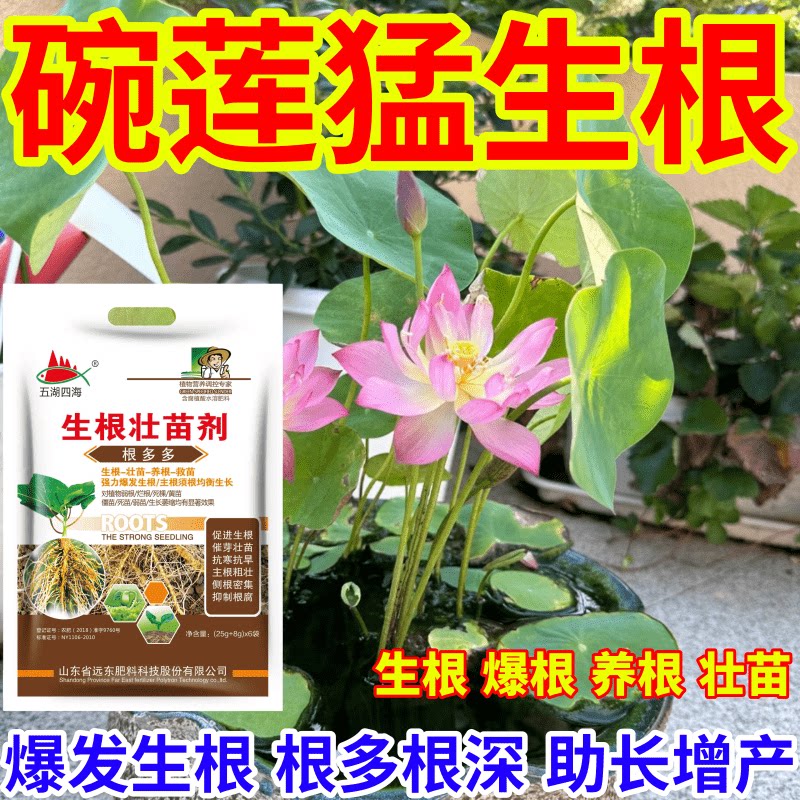 碗莲猛生根爆发生根育苗膨大根茎叶面肥扦插移栽果树蔬菜花卉通用