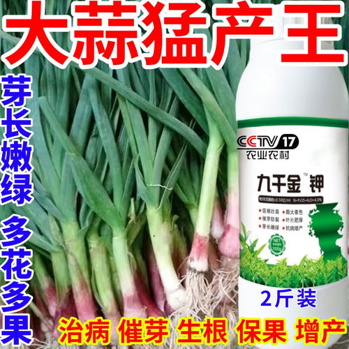 大蒜猛产王芽长嫩绿抗寒抗冻芽多芽绿九千金钾茶叶催芽旺叶面肥