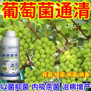 葡萄菌通清真菌細菌病毒病早晚疫病霜霉病白粉病灰霉病稻瘟病銹病