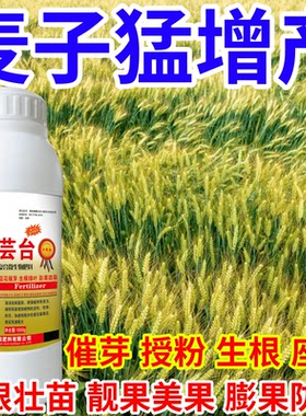 麦子猛增产保花保果催芽增产增收爆芽生长调节叶面肥果树蔬菜花卉