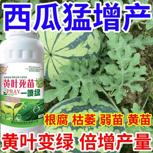 西瓜猛增产黄叶死苗一喷绿猝倒根腐弱苗黄苗枯萎一喷复活倍增产量