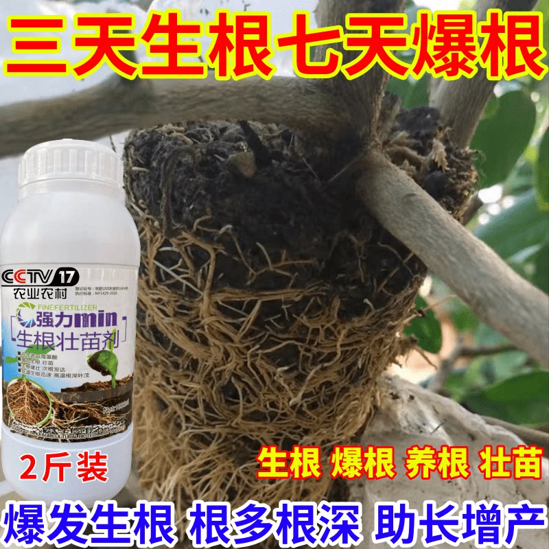 三天生根七天爆根剂速效生根液大树移植苗木扦插果树蔬菜生根剂