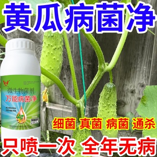 黄瓜病菌净果树蔬菜花卉稻瘟病病毒白粉病灰霉病锈病病害清一喷清