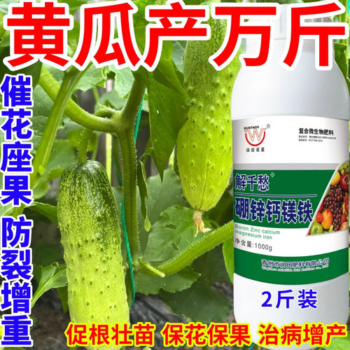 黄瓜产万斤钙镁硼锌铁绿叶靓果膨果多果美果提质丰产促花促果作物