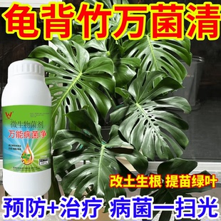 龟背竹万菌清菌细菌病毒病早晚疫病霜霉病白粉病灰霉病稻瘟病锈病