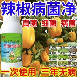 辣椒病菌净白粉病灰霉病锈病绿植花卉果树蔬菜病害清一喷清杀菌剂