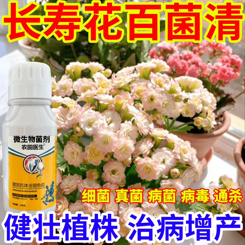 长寿花百菌清毒菌病微生物菌剂农田医生果树蔬菜花卉霜霉病炭疽病