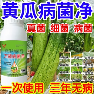 黄瓜病菌净白粉病灰霉病锈病绿植花卉果树蔬菜病害清一喷清杀菌剂