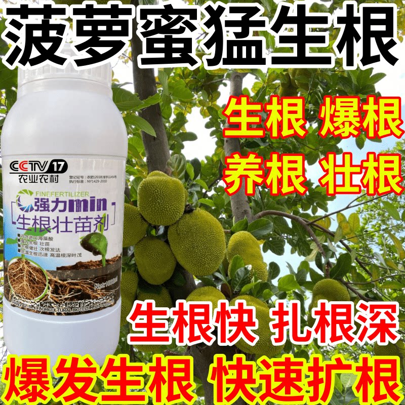 菠萝蜜猛生根发生根养根护根壮苗水培移栽扦插果树蔬菜花卉生根剂