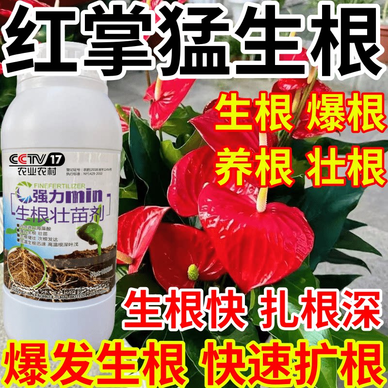 红掌猛生根爆发生根养根护根壮苗水培移栽扦插果树蔬菜花卉生根剂