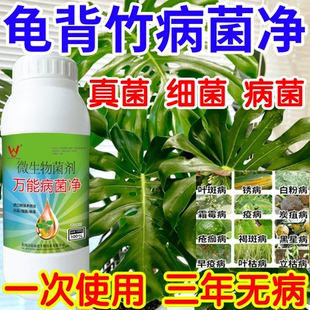 龟背竹病菌净粉病灰霉病锈病绿植花卉果树蔬菜病害清一喷清杀菌剂