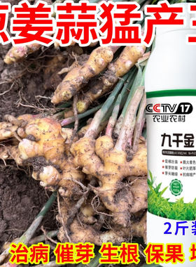 葱姜蒜猛产王嫩绿抗寒抗冻芽多芽绿九千金钾茶叶催芽旺叶面肥