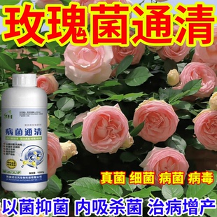 玫瑰菌通清真菌细菌病毒病早晚疫病霜霉病白粉病灰霉病稻瘟病锈病
