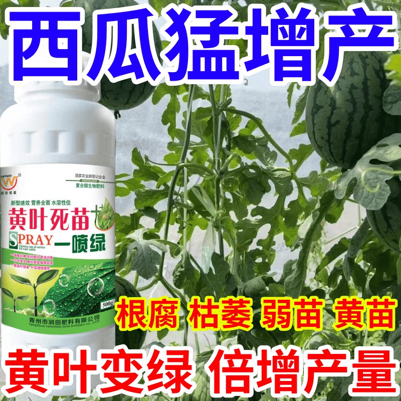 西瓜猛增产黄叶死苗一喷绿猝倒根腐弱苗黄苗枯萎一喷复活倍增产量 - 实物图