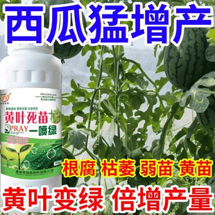 西瓜猛增产黄叶死苗一喷绿猝倒根腐弱苗黄苗枯萎一喷复活倍增产量