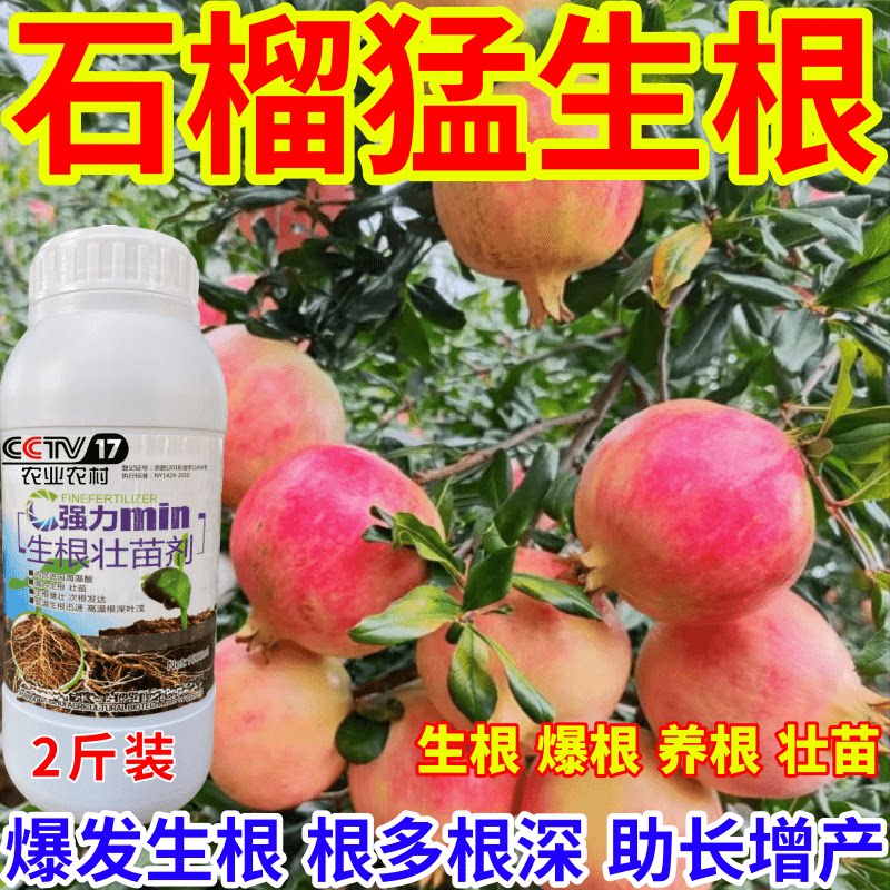 石榴猛生根生根壮苗剂速效生根液大树移植苗木扦插果树蔬菜生根剂