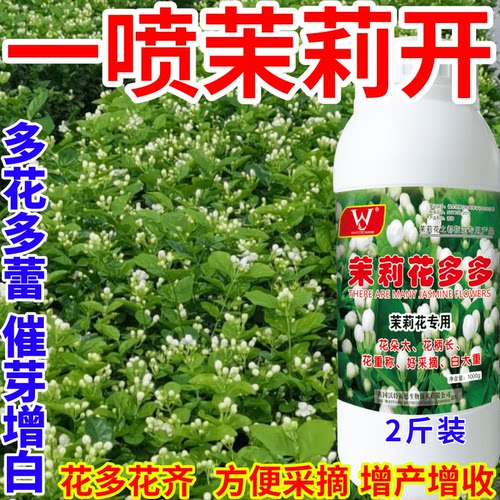一喷茉莉开正品花多多茉莉花玫瑰菊花等花卉花苞大花朵饱满花量大