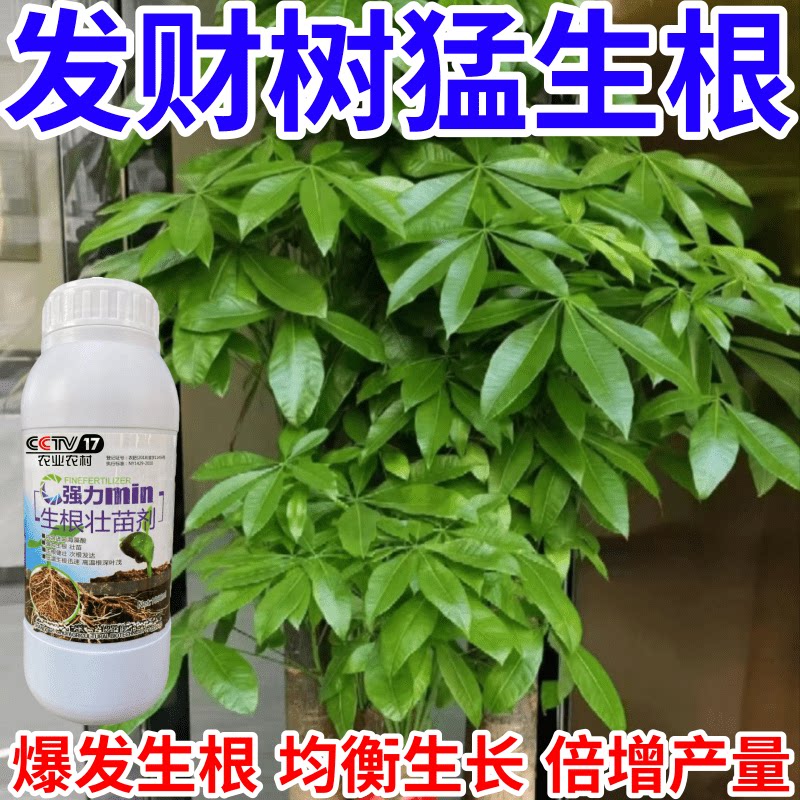 发财树猛生根剂移栽树木营养液快速生根复活神器强力生根壮苗剂