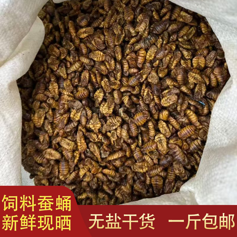饲料蚕蛹干新鲜现晒蝉蛹干鸟食喂鸡钓鱼饵料货无盐小蚕蛹桑蚕蛹干
