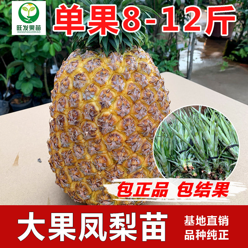台湾金砖凤梨苗大果凤梨树苗地菠萝果苗盆栽地栽南方当年结果树苗