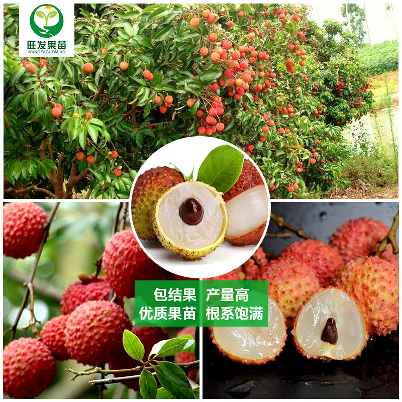 荔枝正宗桂味糯米糍进奉观音树苗