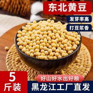 东北黄豆5斤打豆浆用豆农家自种非转基因新大豆发豆芽黑龙江黄豆