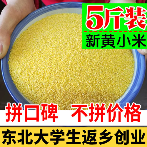 东北黄小米农家自产5斤黑龙江