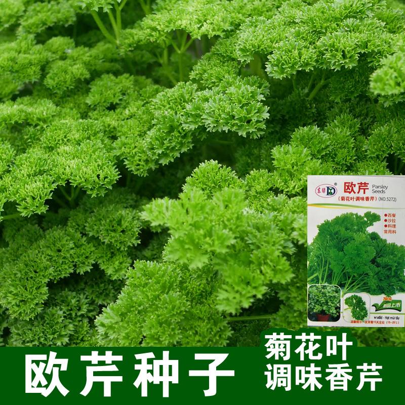 皱叶欧芹种子 摩西香芹籽 卷叶法香芹荷兰芹 可食用盆栽 西餐摆盘