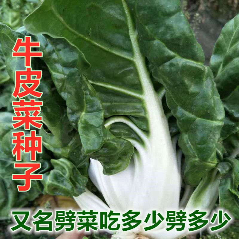 牛皮菜种种子厚皮菜甜菜根达菜劈菜种籽边吃边劈秋季四季蔬菜种孑