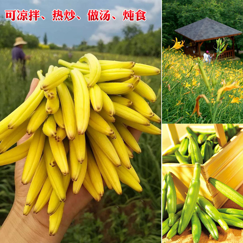 黄花菜种子金针菜种籽春秋季多年生保健野菜种籽盆栽四季蔬菜种孑