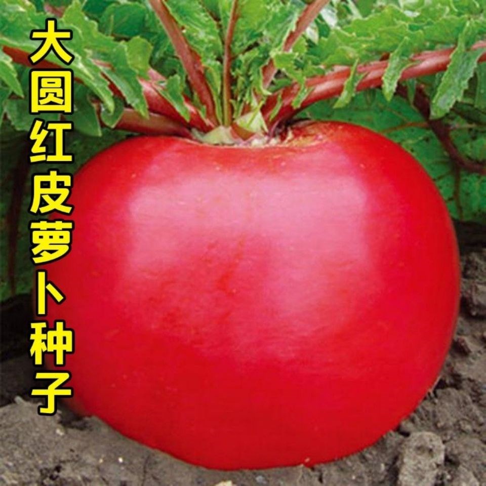 七叶红萝卜种子春夏秋播东北雌性大红萝卜种籽红皮白心萝卜种孑