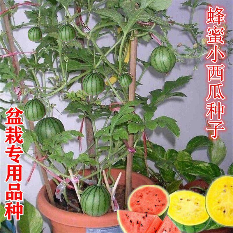 蜂蜜小西瓜四季盆栽西瓜阳台水果蔬菜无籽春季种植结果西瓜树种子