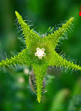 Orbea dummeri萝藦科多肉植物精丽阁组合盆栽