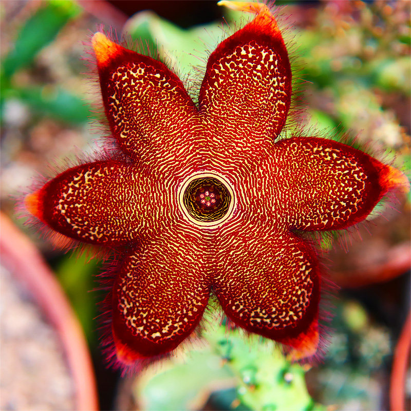 edithcolea grandis萝藦科波斯地毯多肉植物组合盆栽